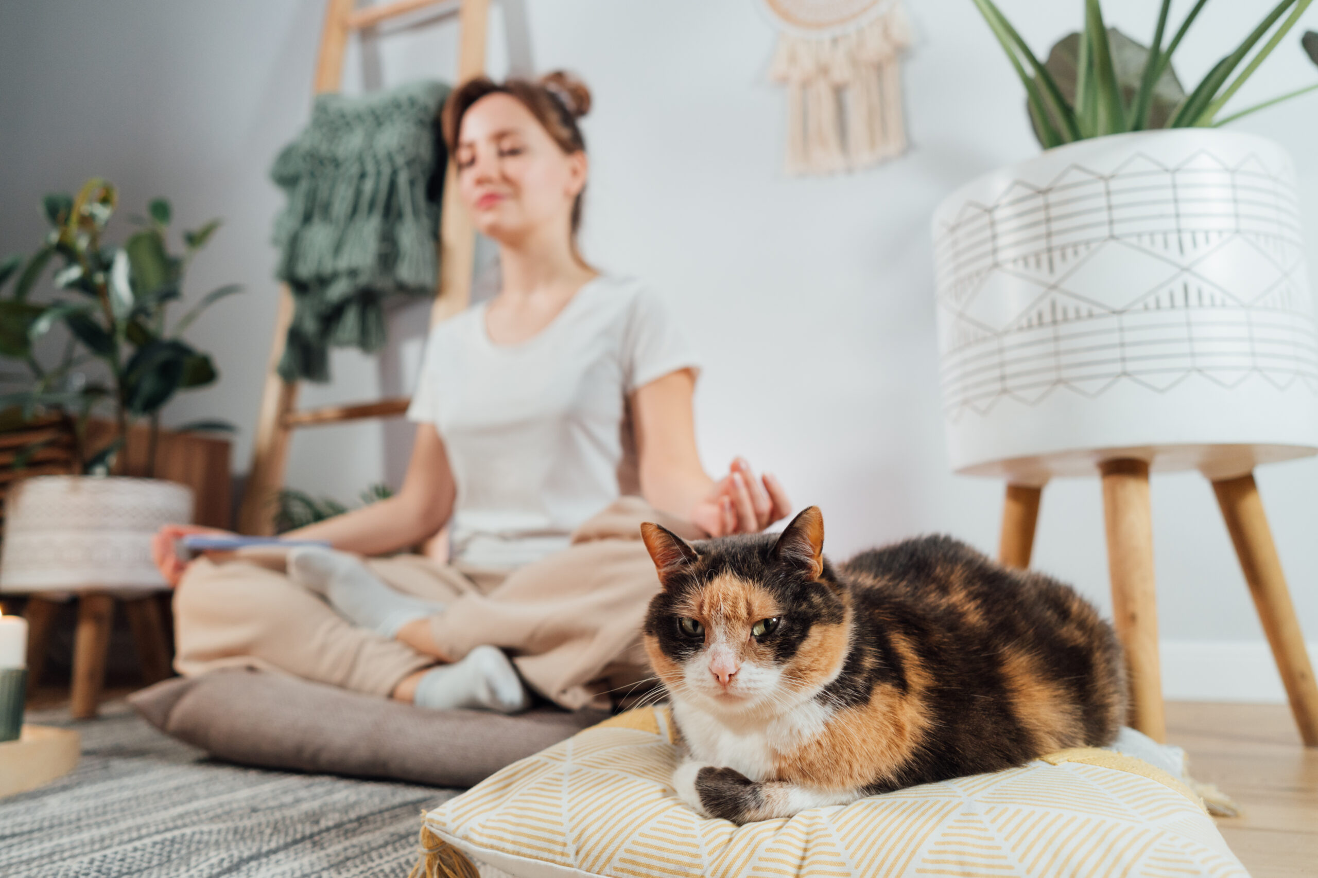 Relaxed cat lying on a cushion