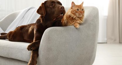 Cat and dog together on sofa indoors. Fluffy friends