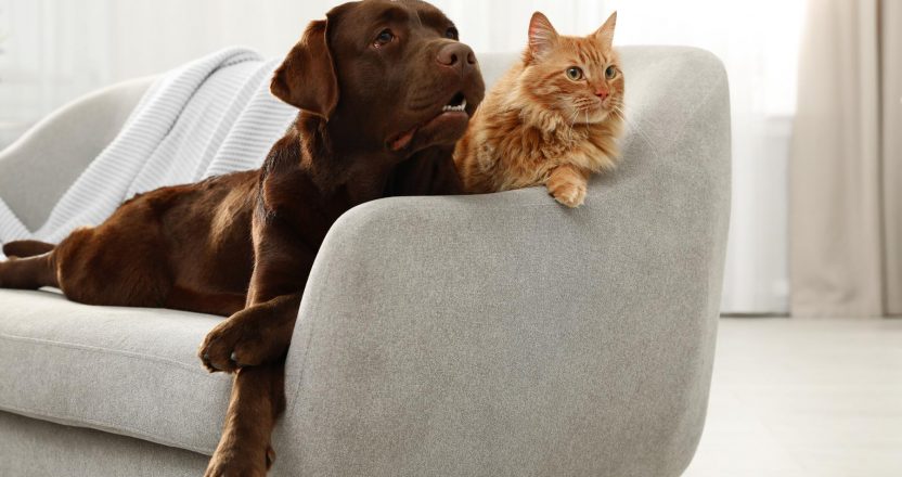 Cat and dog together on sofa indoors. Fluffy friends