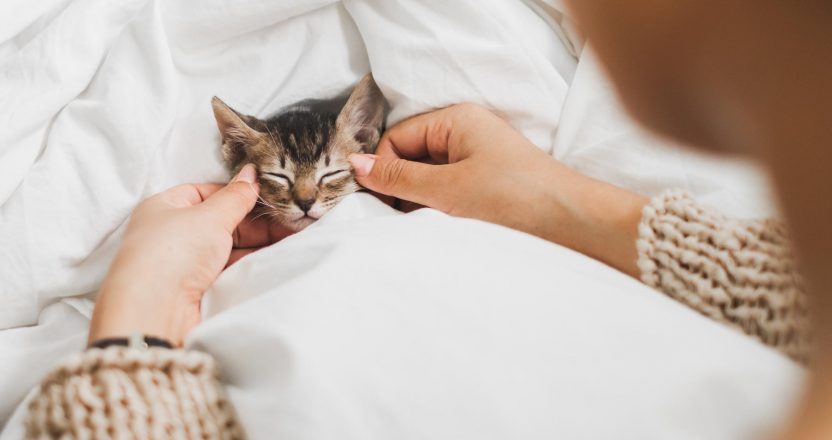 Young Asian woman holding and playing with her cute kitten cat with lovely moment, pet and human concept