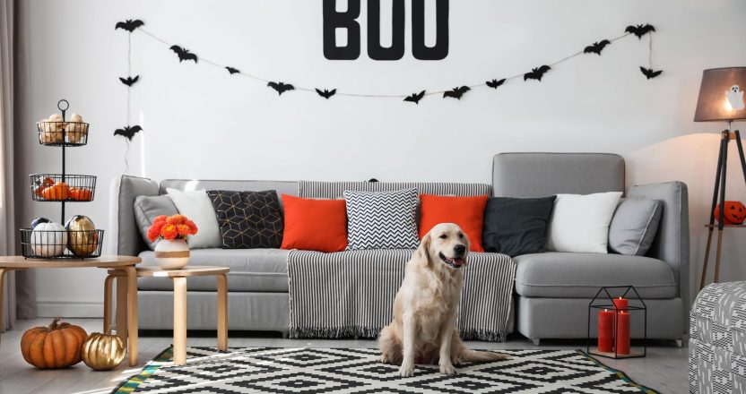 Cute dog in room decorated for Halloween