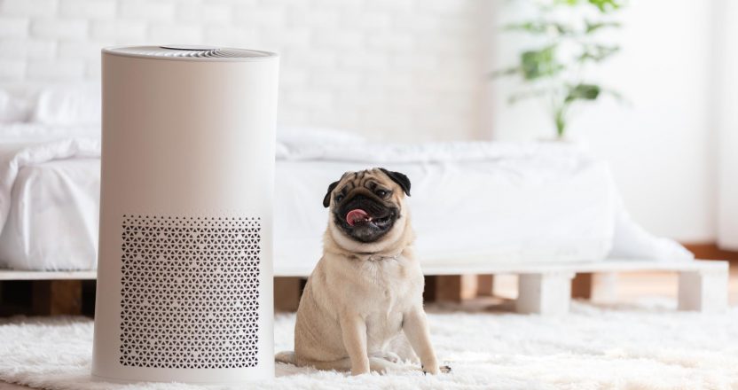 Dog Pug Breed and Air purifier in cozy white bed room for filter and cleaning removing dust PM2.5 HEPA in home,for fresh air and healthy life,Air Pollution Concept