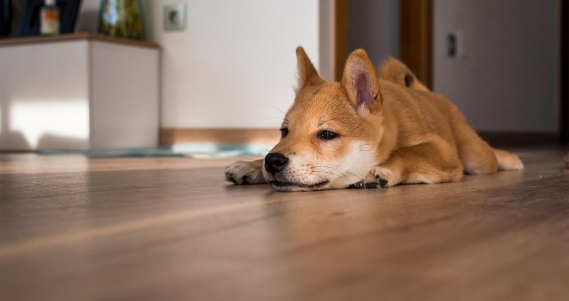 Red shiba inu dog puppy resting on a wood floor
